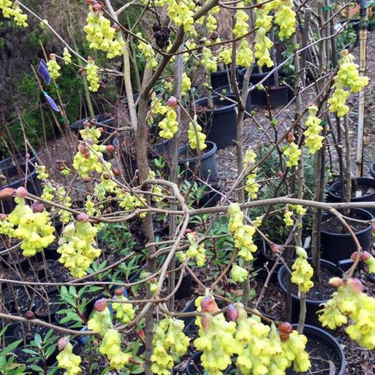 Corylopsis spicata 1