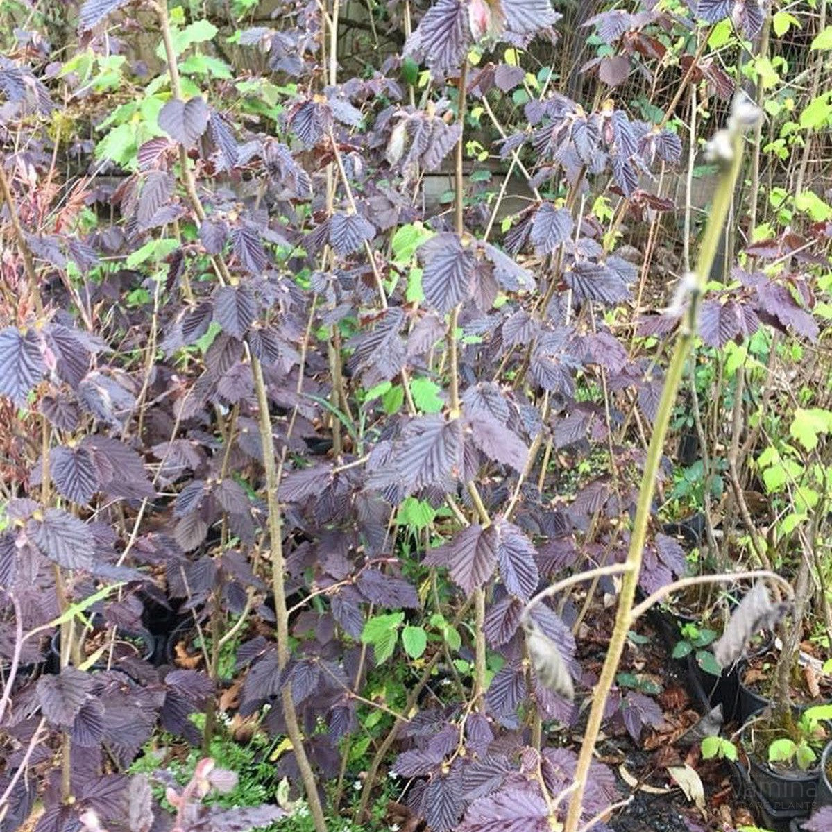 Corylus avellana Purpurea (Purple Filbert) 1