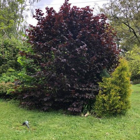 Corylus avellana Purpurea (Purple Filbert) 2