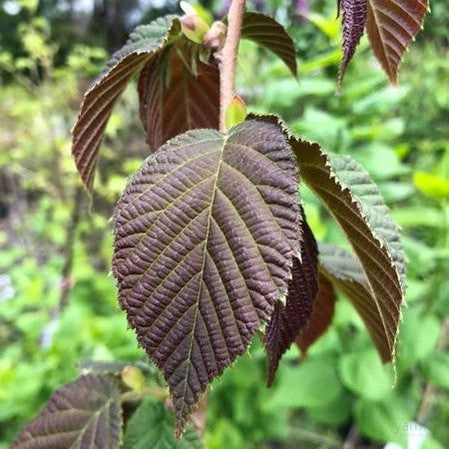 Corylus chinensis 1