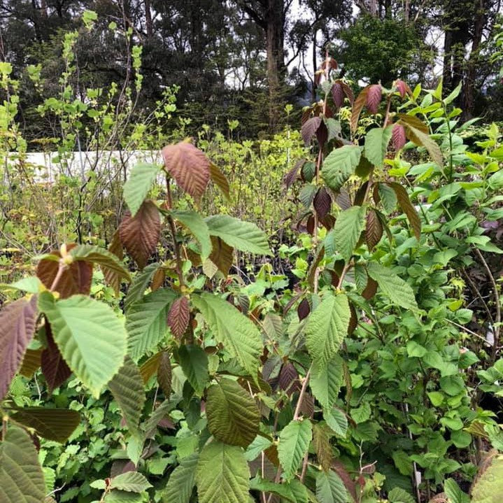 Corylus chinensis 2