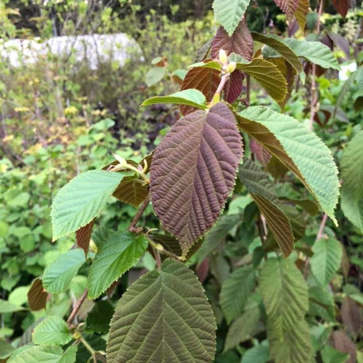 Corylus chinensis 3