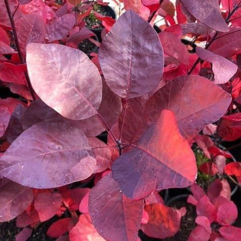 Cotinus Grace 1