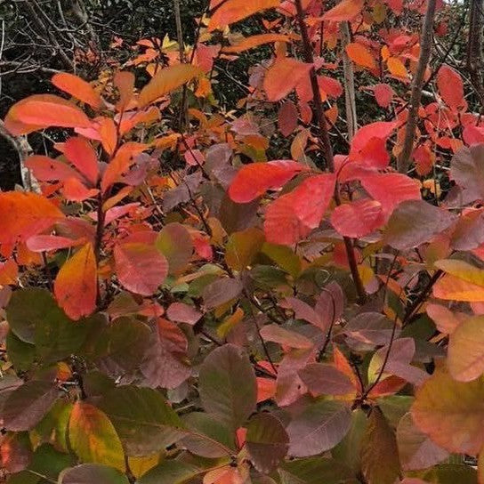 Cotinus coggygria Flame (Smoke Bush) 1