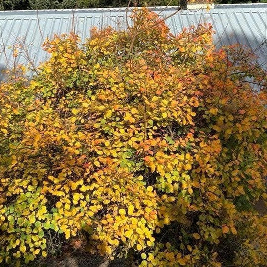 Cotinus coggygria Flame (Smoke Bush) 2