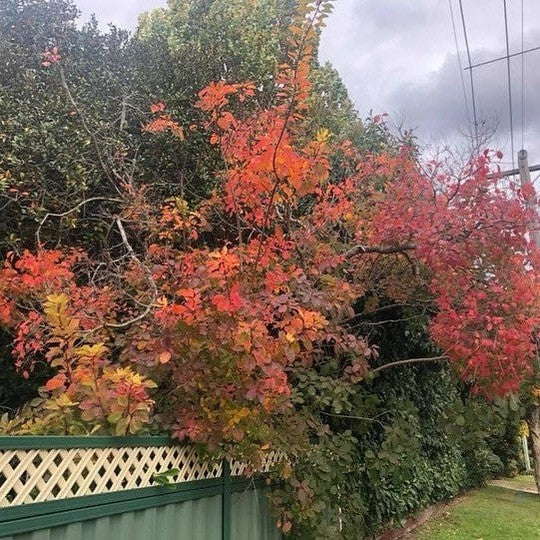 Cotinus coggygria Flame (Smoke Bush) 3