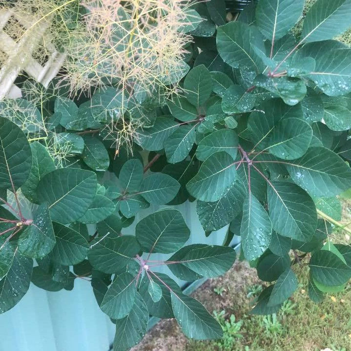 Cotinus coggygria Flame (Smoke Bush) 5