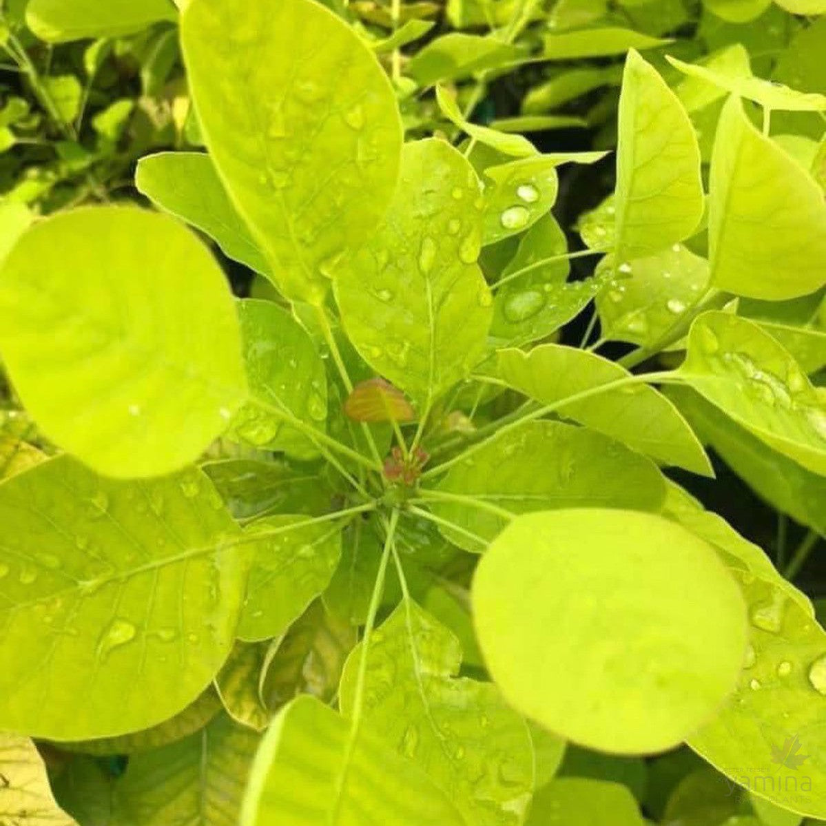 Cotinus coggygria Golden Spirit (PBR) 1