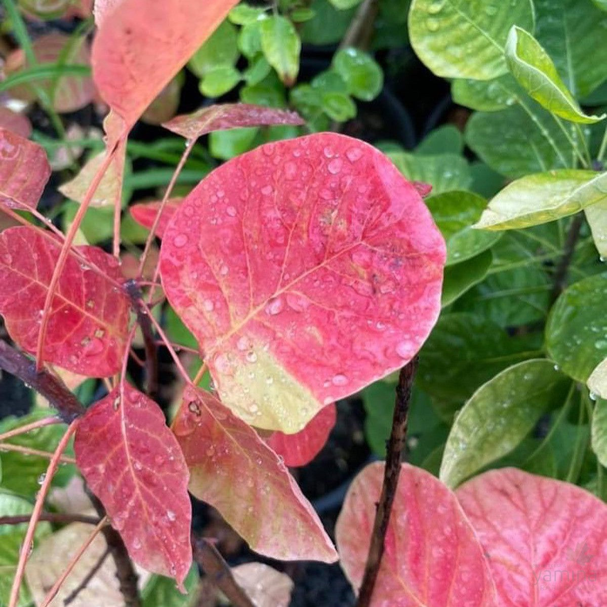 Cotinus coggygria Golden Spirit (PBR) 2