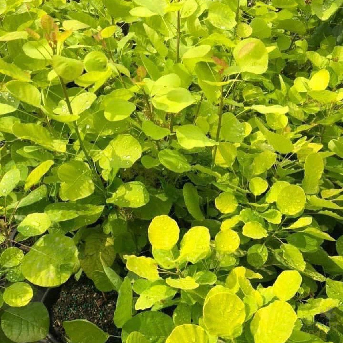 Cotinus coggygria Golden Spirit (PBR) 3