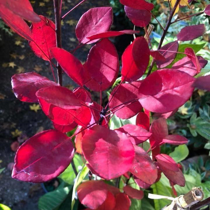 Cotinus coggygria Royal Purple 1