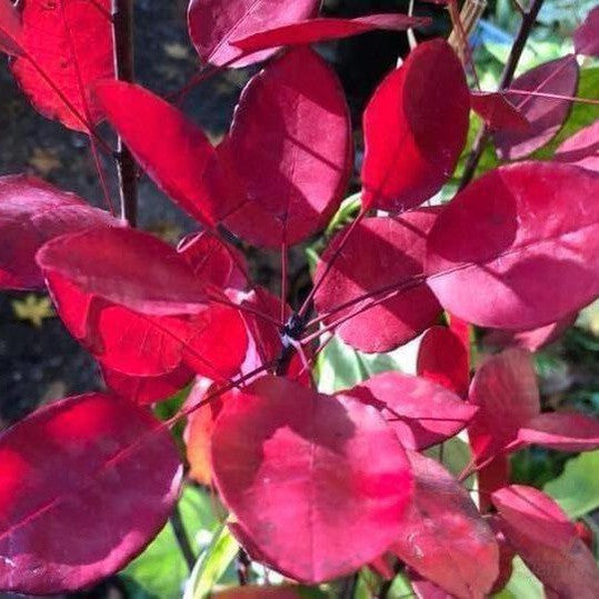 Cotinus coggygria Royal Purple 2