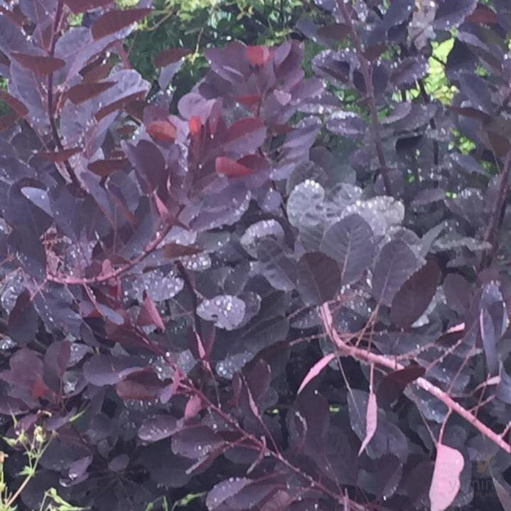 Cotinus coggygria Velvet Cloak 2