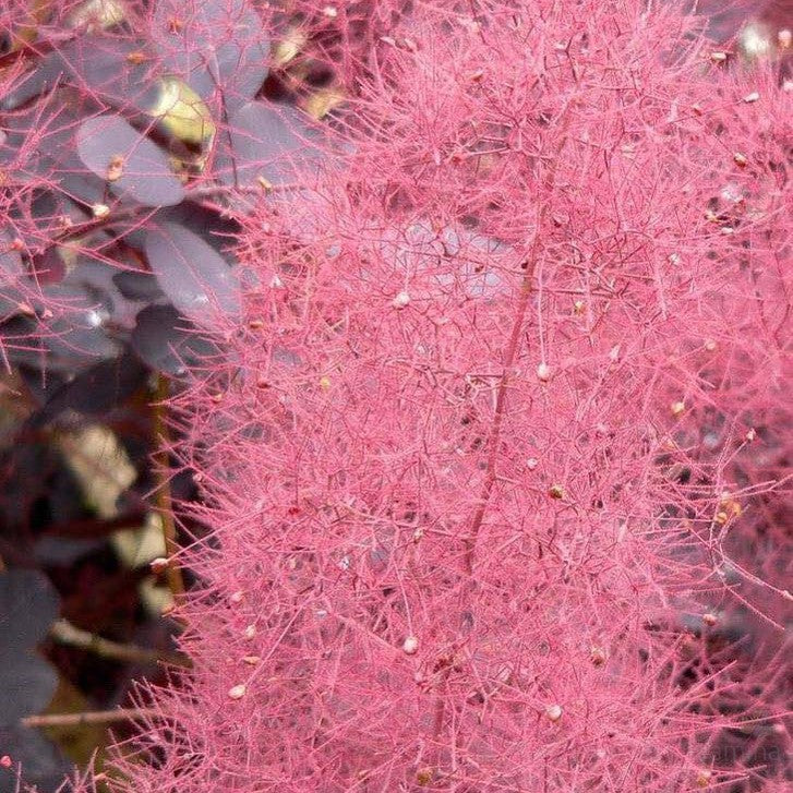 Cotinus coggygria Velvet Cloak 3