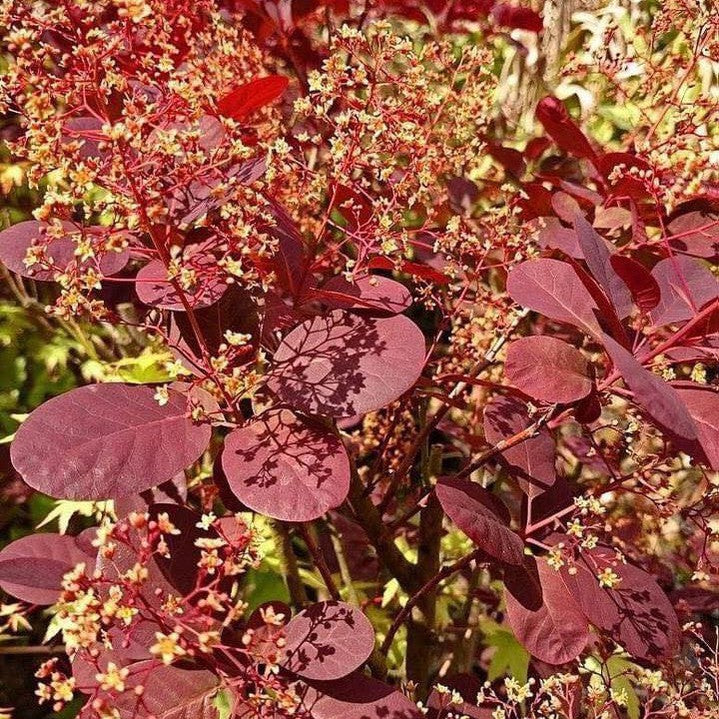 Cotinus coggygria Velvet Cloak 4