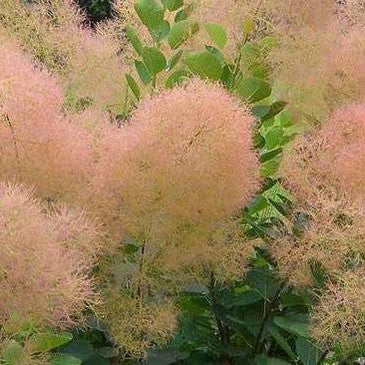 Cotinus coggygria Young Lady 1