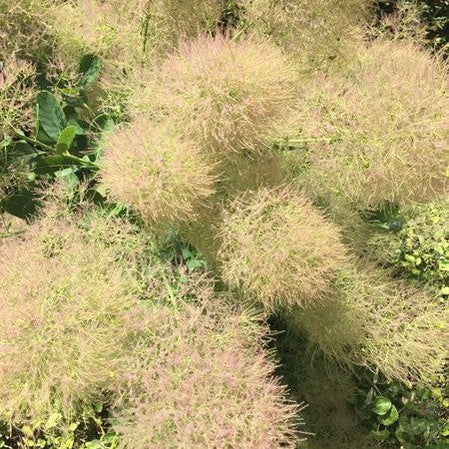 Cotinus coggygria Young Lady 2