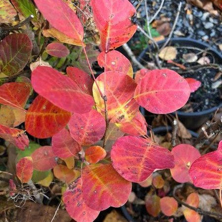 Cotinus coggygria Young Lady 3