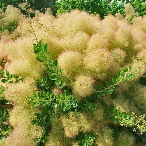 Cotinus coggygria Young Lady 4