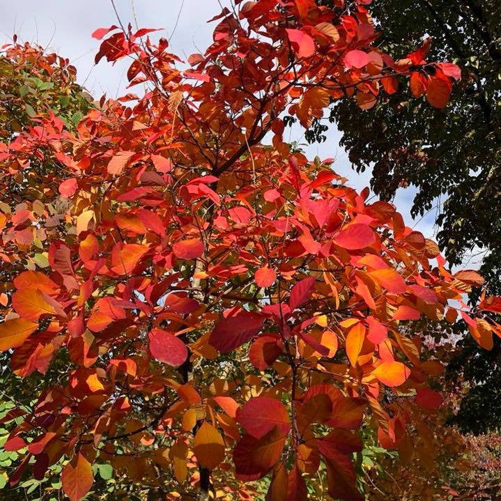 Cotinus obovatus 1