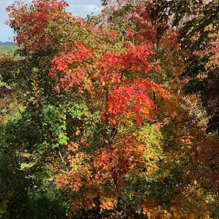 Cotinus obovatus 2