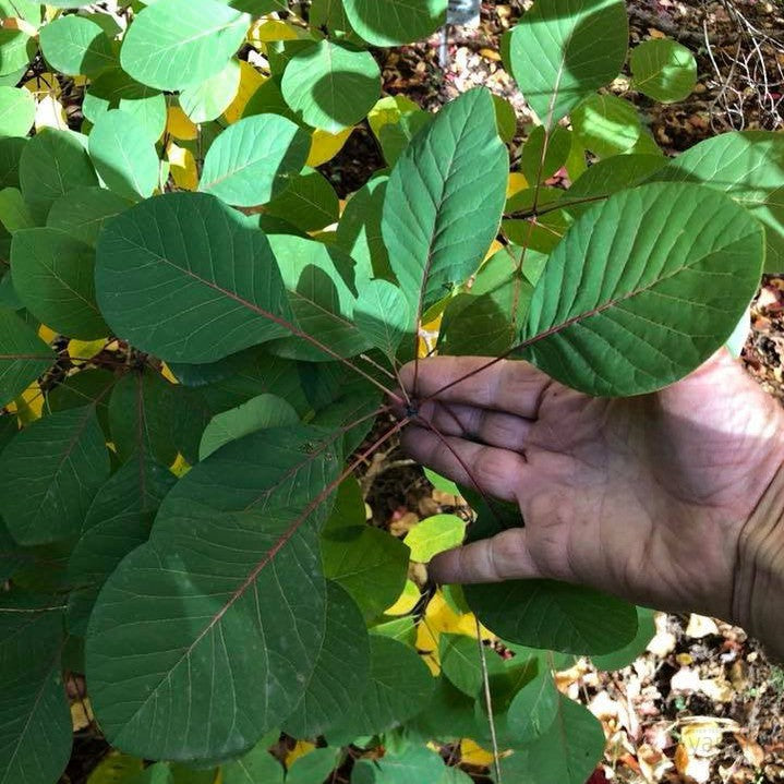 Cotinus obovatus 3