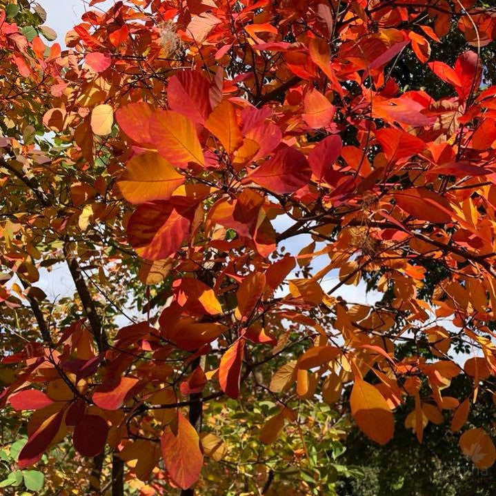 Cotinus obovatus 4