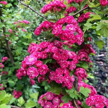 Crataegus laevigata Pauls Scarlet (Hawthorn) 1