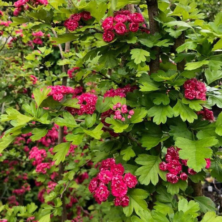 Crataegus laevigata Pauls Scarlet (Hawthorn) 2