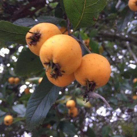 Crataegus mexicana (Hawthorn) 1