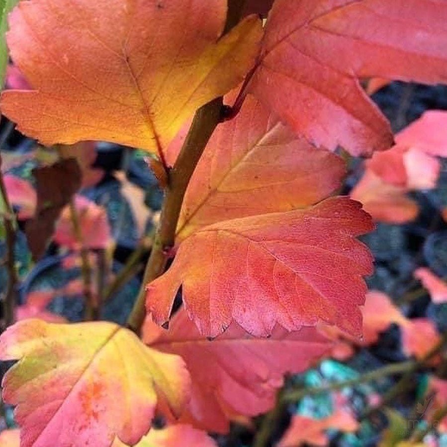 Crataegus mexicana (Hawthorn) 2