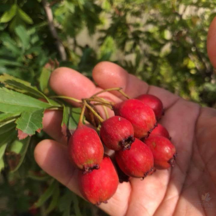 Crataegus pinnatifida major (Hawthorn) 1