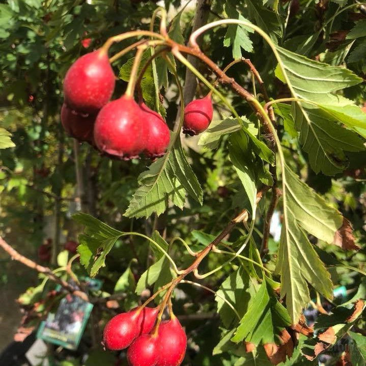 Crataegus pinnatifida major (Hawthorn) 2