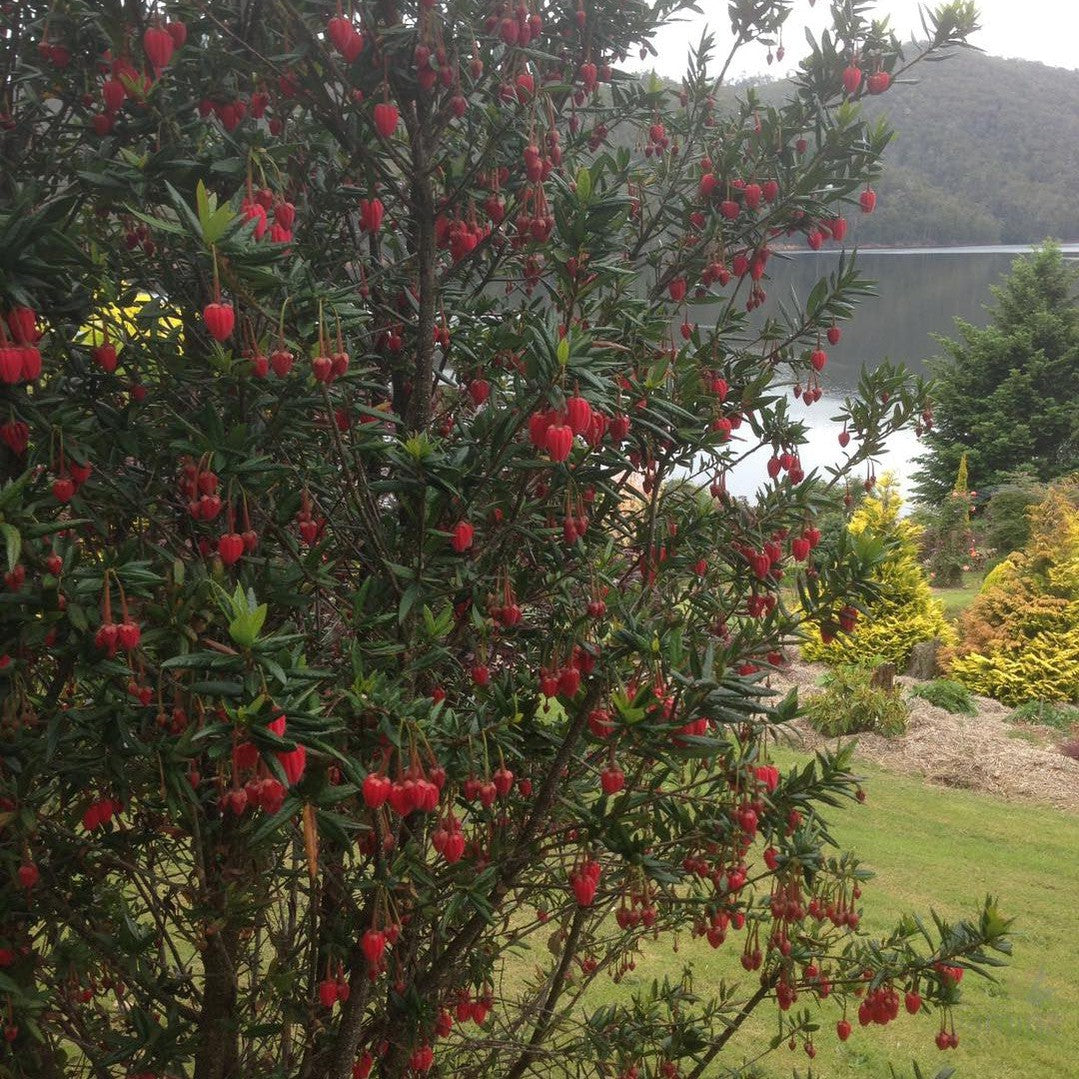 Crinodendron hookerianum 1