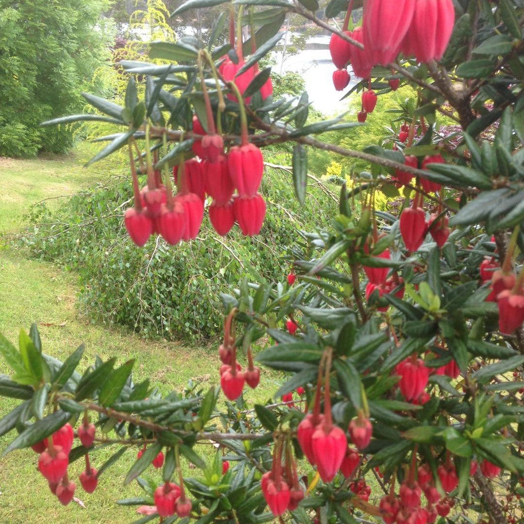 Crinodendron hookerianum 2