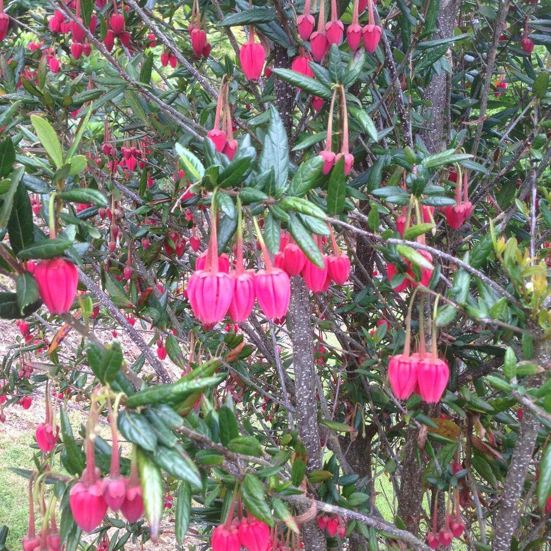 Crinodendron hookerianum 3