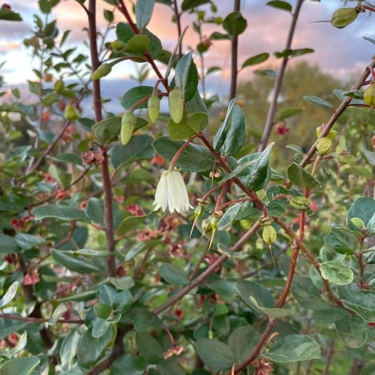 Crinodendron patagua 2