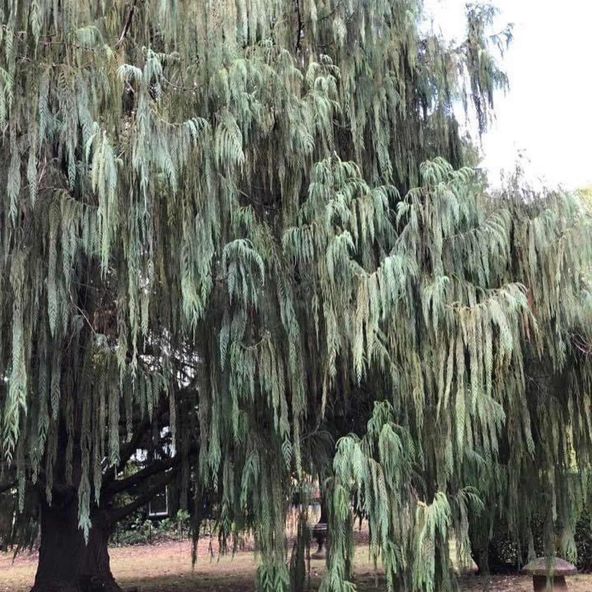 Cupressus cashmeriana 2