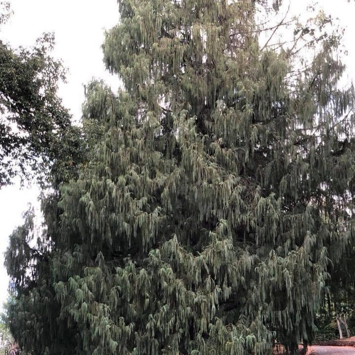 Cupressus cashmeriana 3