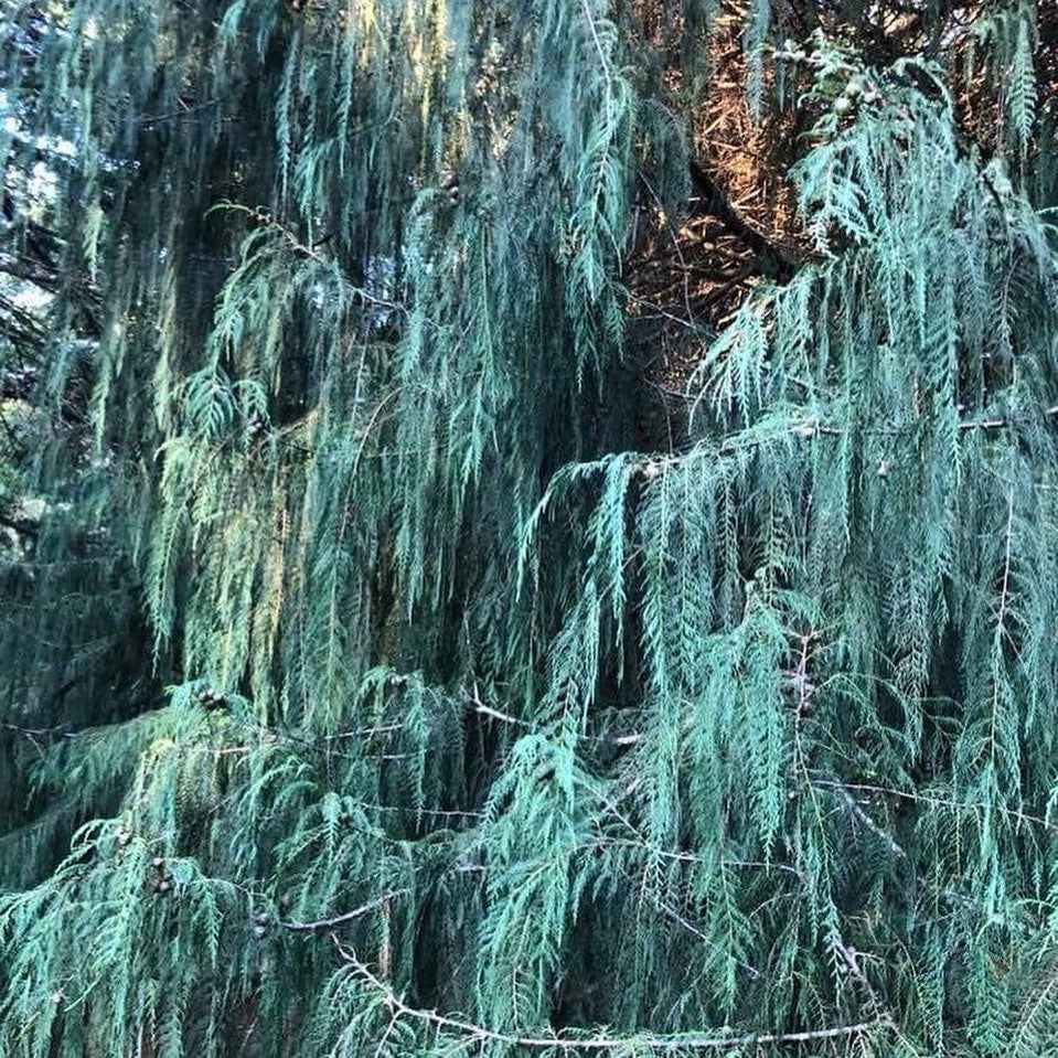 Cupressus cashmeriana 4