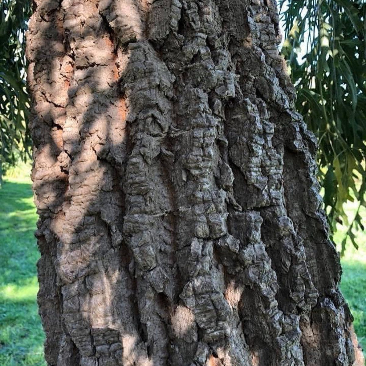 Cussonia paniculata 4