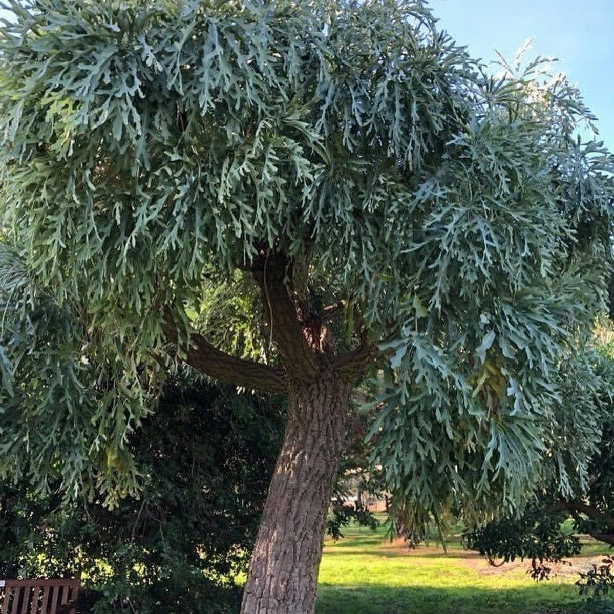 Cussonia paniculata 5