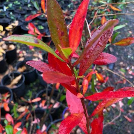 Cyrilla racemiflora (Leatherwood) 2