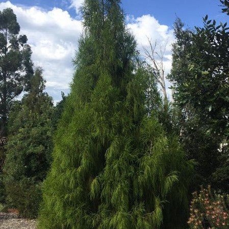 Dacrydium cupressinum 1