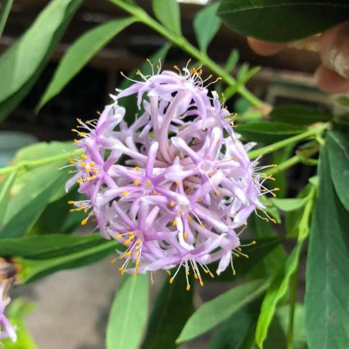 Dais cotinifolia (Tree Daphne) 1