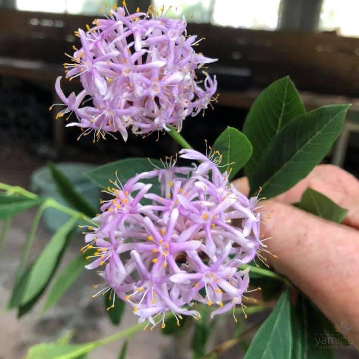 Dais cotinifolia (Tree Daphne) 2