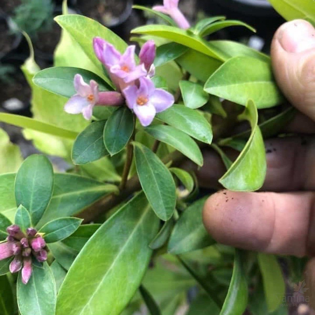 Daphne Hybrids 1