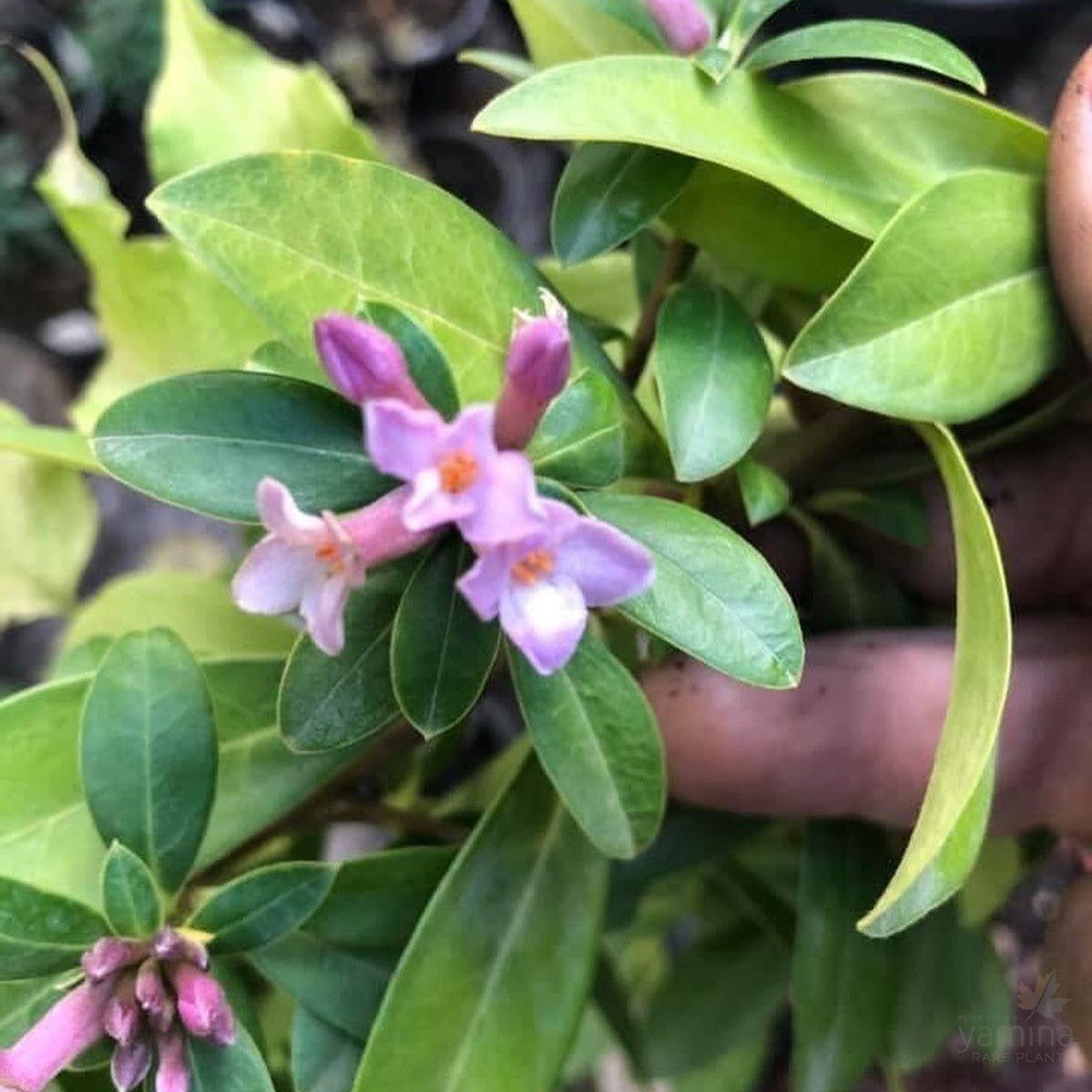 Daphne Hybrids 2