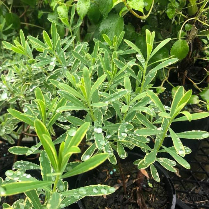 Daphne burkwoodii Variegata 1