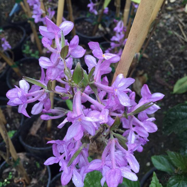 Daphne genkwa (upright form) 1